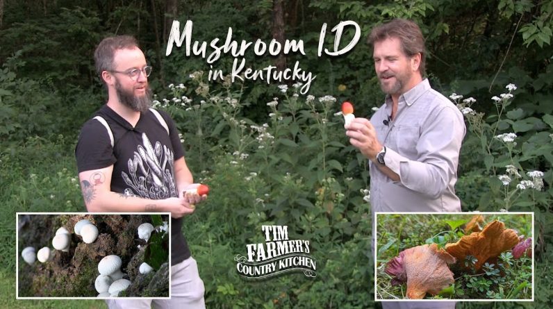 Identifying Mushrooms in Kentucky