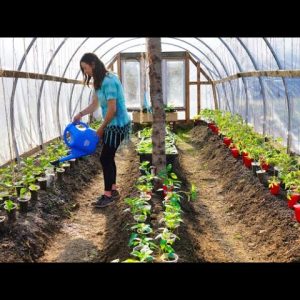 Let's Get this Garden Planted | Growing Food in Alaska